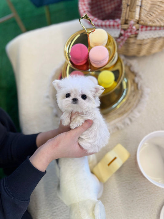 Maltese - Dior(Female) - Beautiful puppy teacup puppy with adorable features available for adoption from Velydog