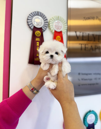 Maltese - Dora(Female) - Beautiful puppy teacup puppy with adorable features available for adoption from Velydog