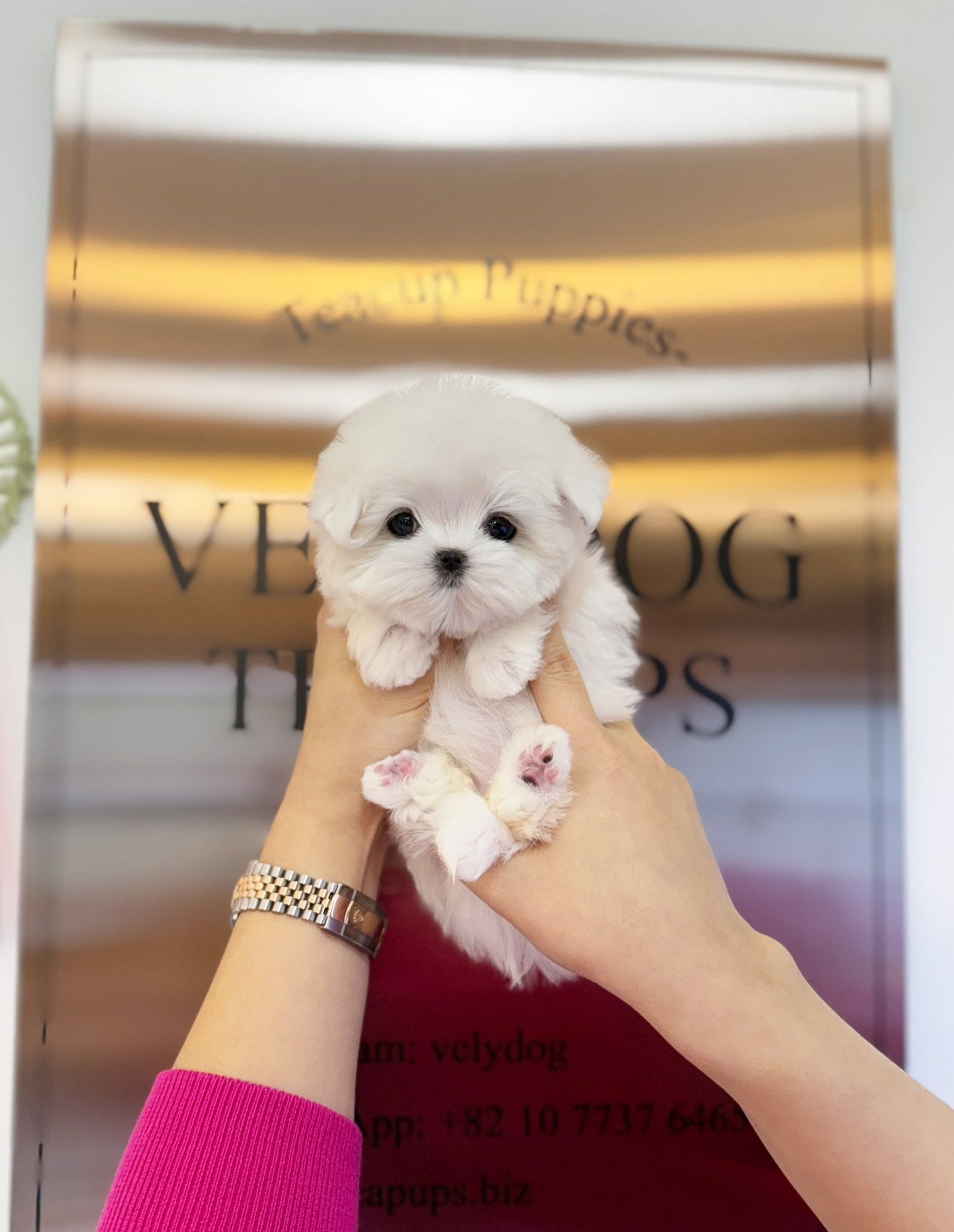 Maltese - Dora(Female) - Beautiful puppy teacup puppy with adorable features available for adoption from Velydog