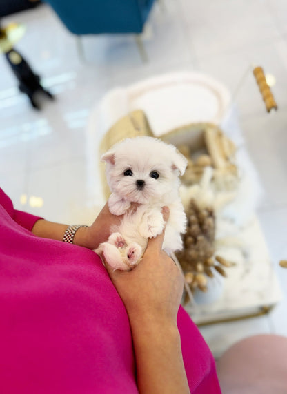 Maltese - Dora(Female) - Beautiful puppy teacup puppy with adorable features available for adoption from Velydog