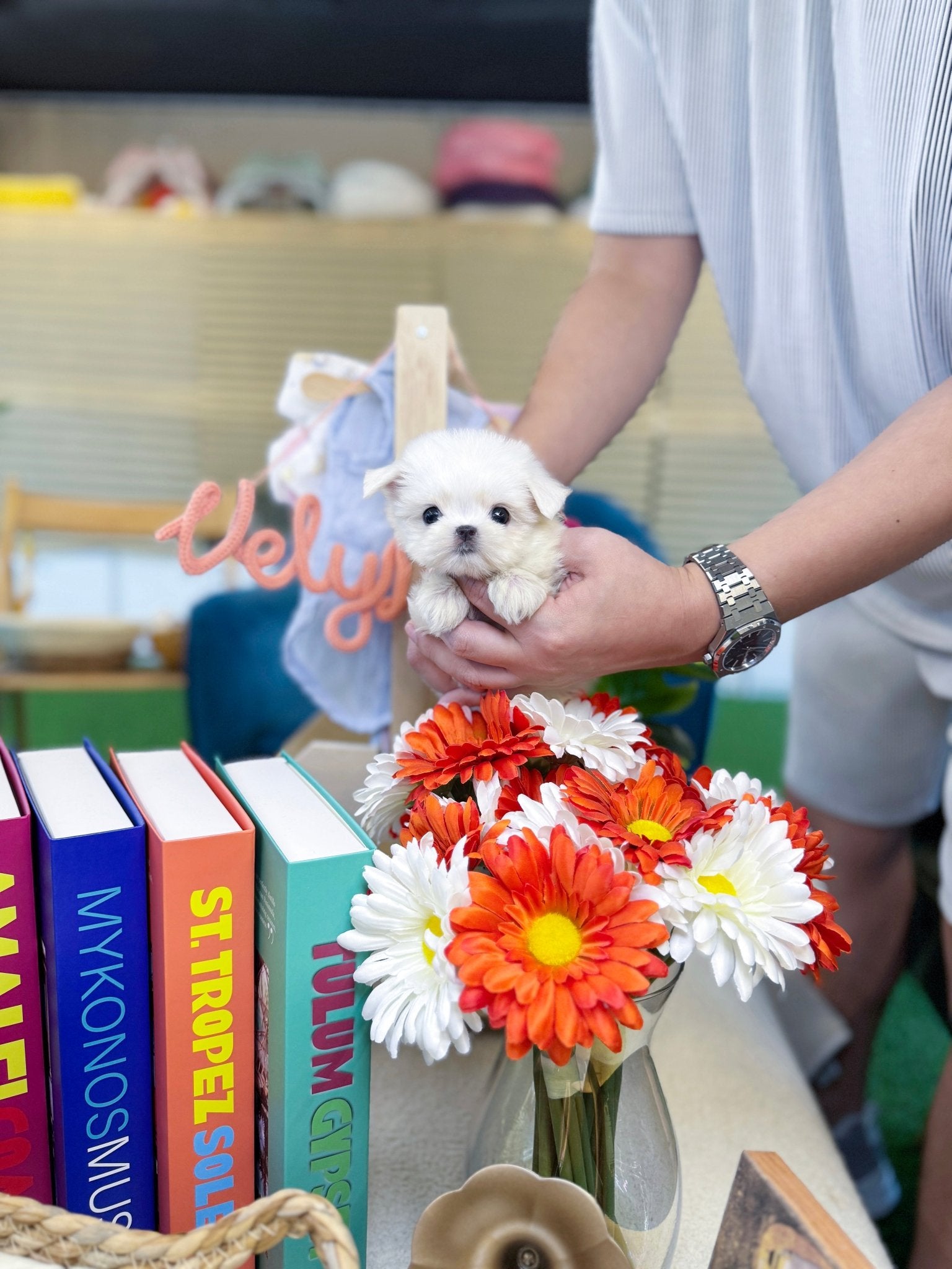 Maltese - Faye(Female) - Beautiful puppy teacup puppy with adorable features available for adoption from Velydog