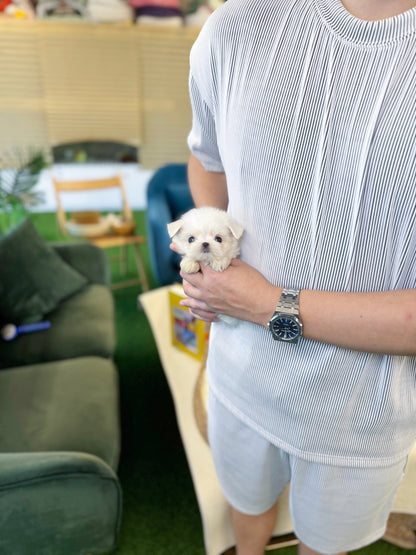 Maltese - Faye(Female) - Beautiful puppy teacup puppy with adorable features available for adoption from Velydog