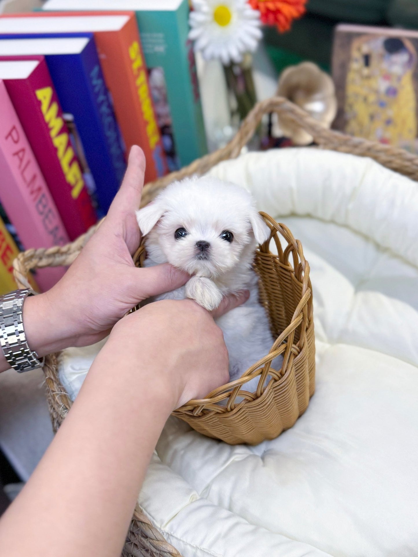 Maltese - Faye(Female) - Beautiful puppy teacup puppy with adorable features available for adoption from Velydog