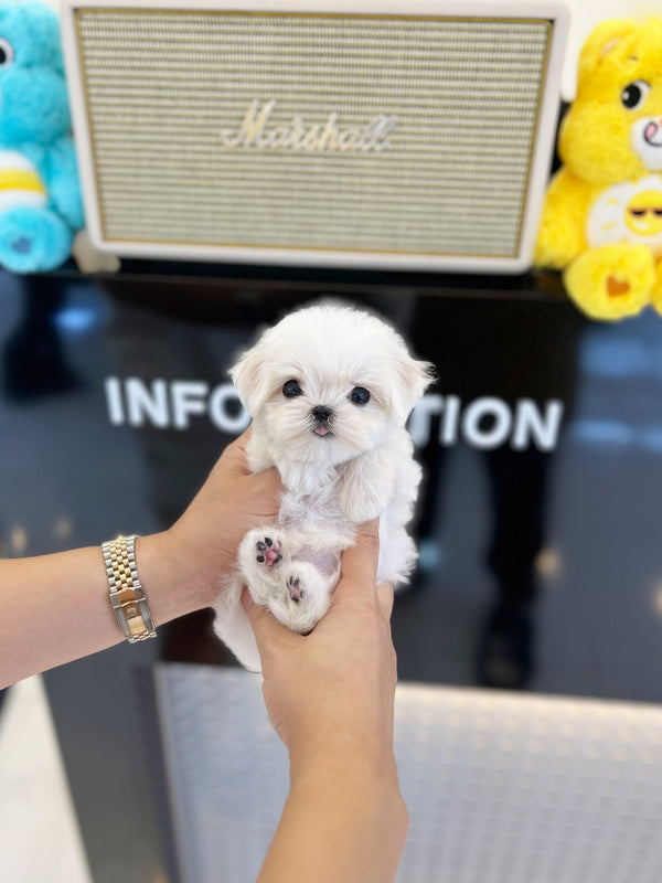 Maltese - Gigi(Male) - Beautiful puppy teacup puppy with adorable features available for adoption from Velydog