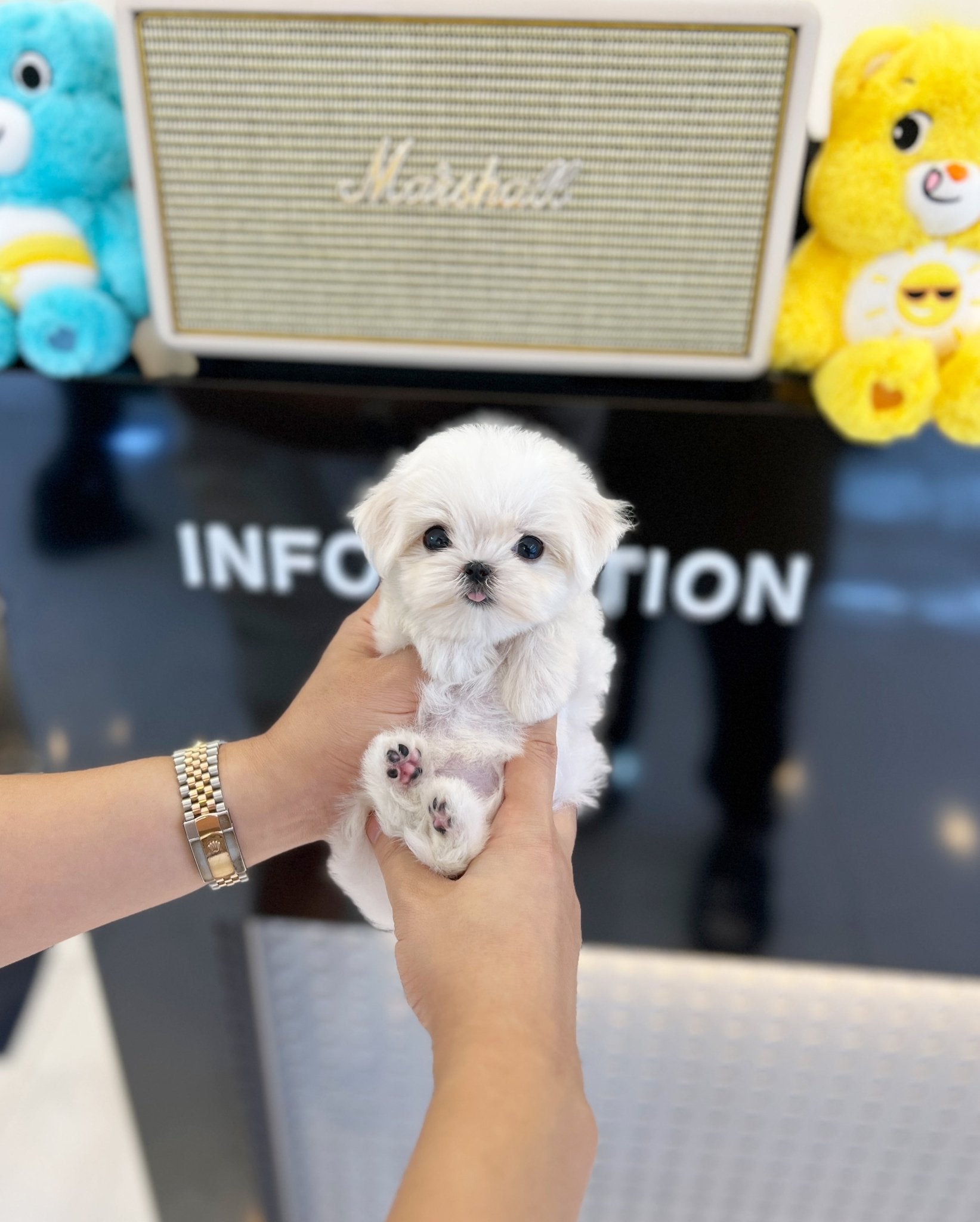 Maltese - Gigi(Male) - Beautiful puppy teacup puppy with adorable features available for adoption from Velydog