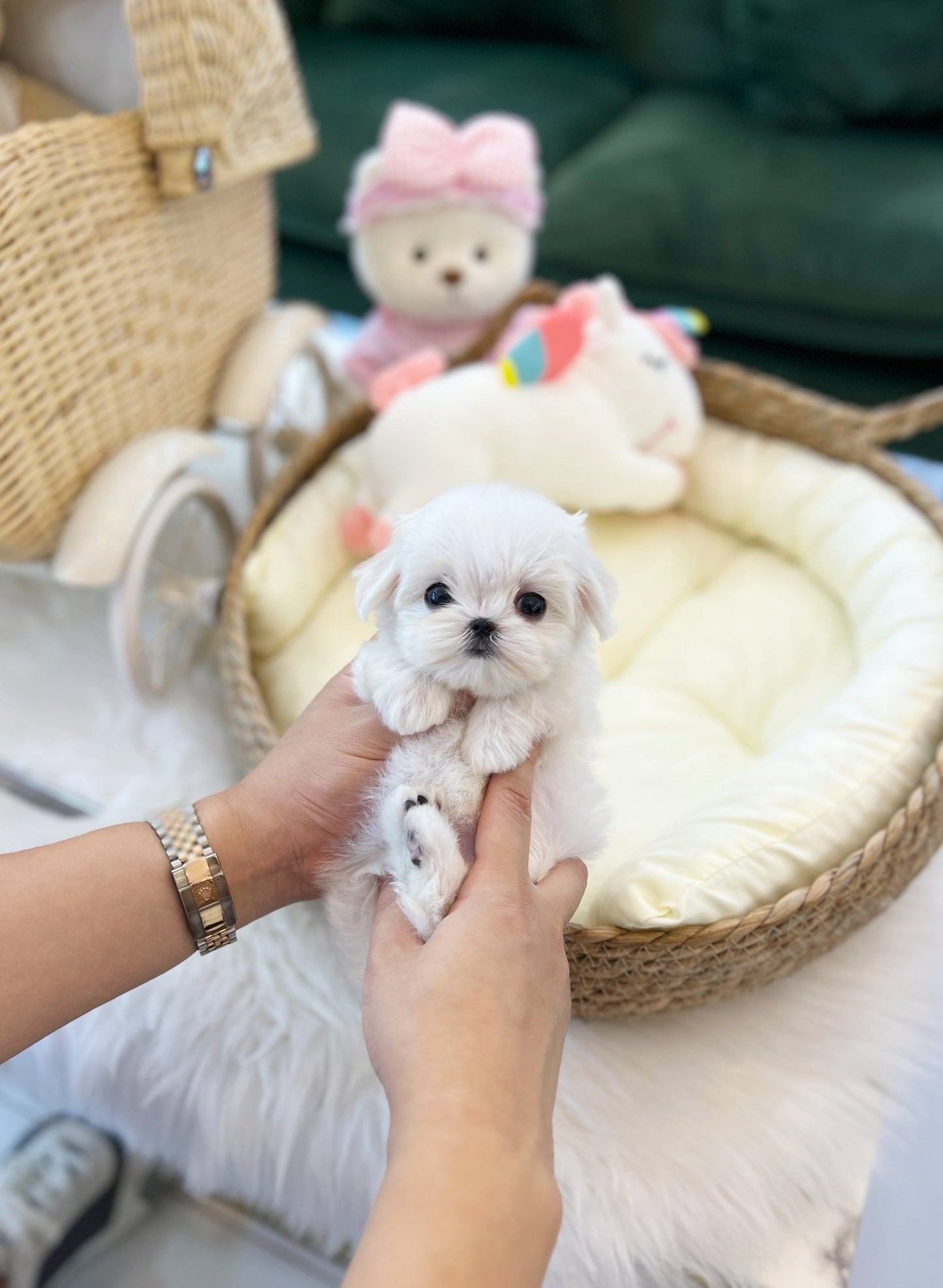 Maltese - Gigi(Male) - Beautiful puppy teacup puppy with adorable features available for adoption from Velydog