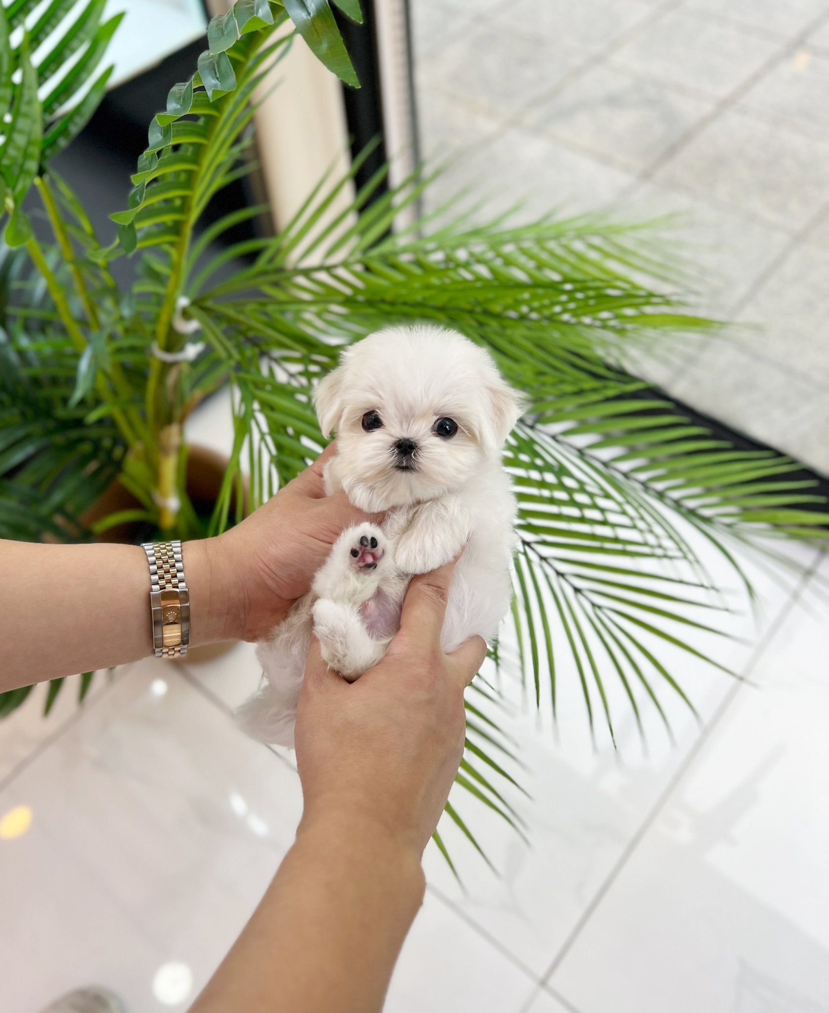 Maltese - Gigi(Male) - Beautiful puppy teacup puppy with adorable features available for adoption from Velydog