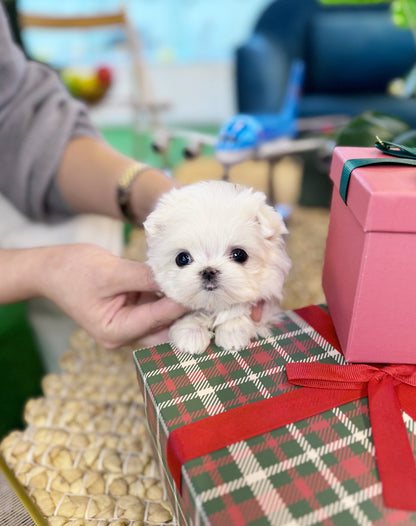 Maltese - Haro(Female) - Beautiful puppy teacup puppy with adorable features available for adoption from Velydog