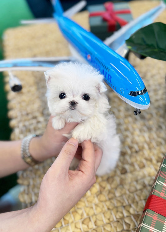 Maltese - Haro(Female) - Beautiful puppy teacup puppy with adorable features available for adoption from Velydog