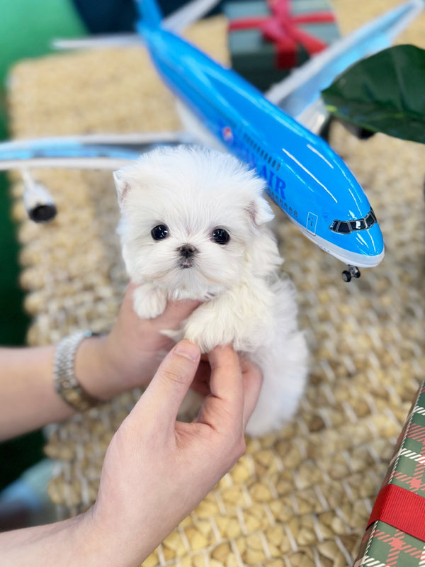 Maltese - Haro(Female) - Beautiful puppy teacup puppy with adorable features available for adoption from Velydog