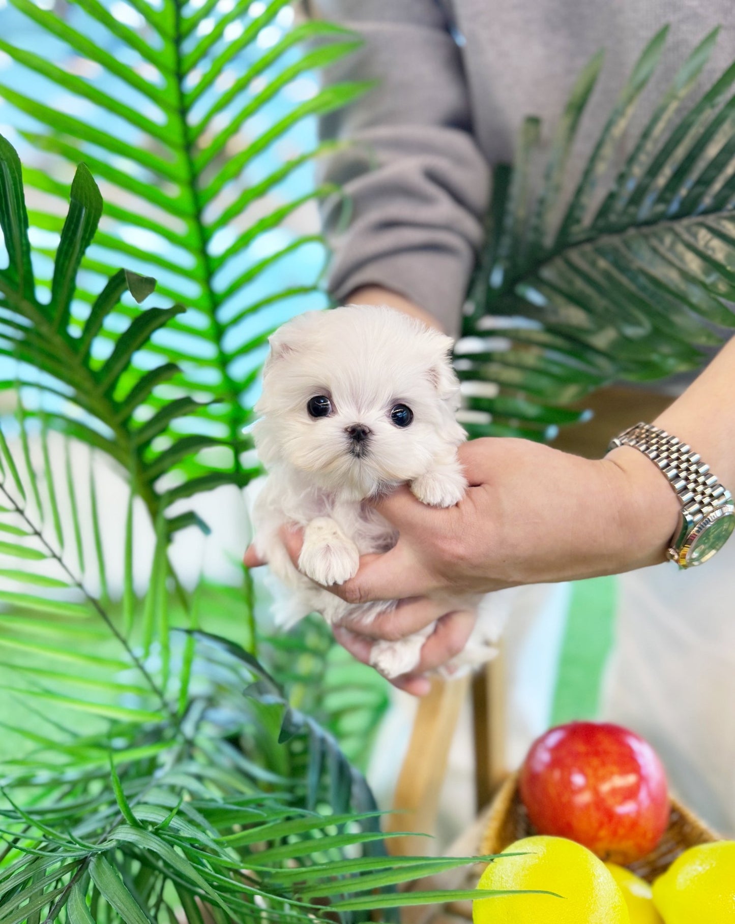 Maltese - Haro(Female) - Beautiful puppy teacup puppy with adorable features available for adoption from Velydog