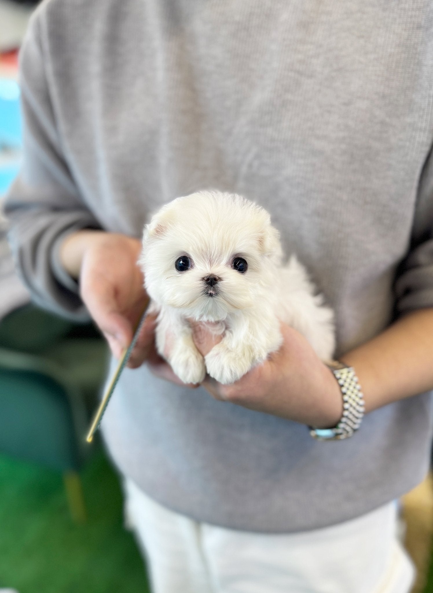 Maltese - Haro(Female) - Beautiful puppy teacup puppy with adorable features available for adoption from Velydog