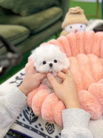 Maltese - Hwasa(Female) - Beautiful puppy teacup puppy with adorable features available for adoption from Velydog