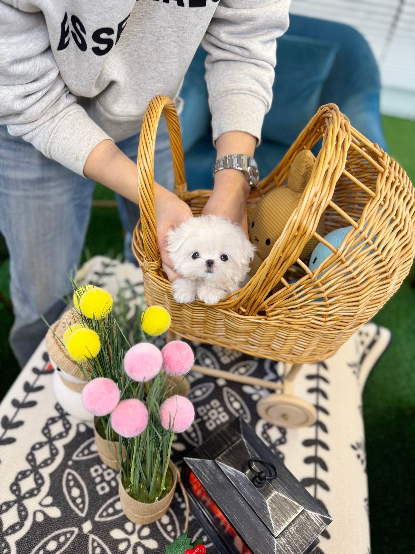 Maltese - Hwasa(Female) - Beautiful puppy teacup puppy with adorable features available for adoption from Velydog