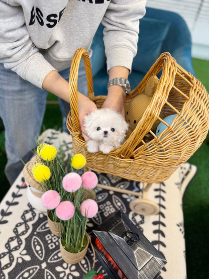 Maltese - Hwasa(Female) - Beautiful puppy teacup puppy with adorable features available for adoption from Velydog