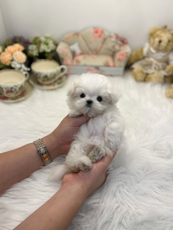 Maltese - J hope - Beautiful puppy teacup puppy with adorable features available for adoption from Velydog