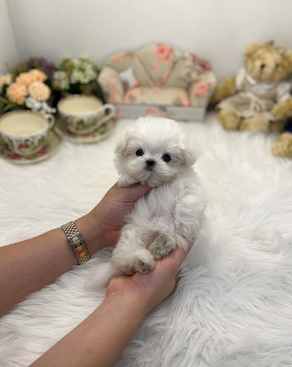 Maltese - J hope - Beautiful puppy teacup puppy with adorable features available for adoption from Velydog