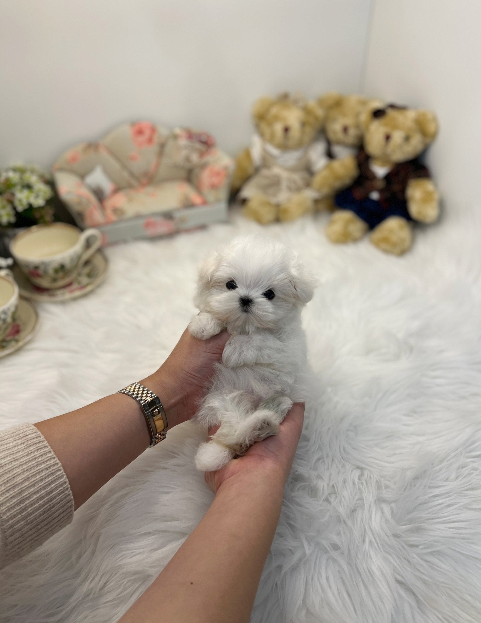 Maltese - J hope - Beautiful puppy teacup puppy with adorable features available for adoption from Velydog