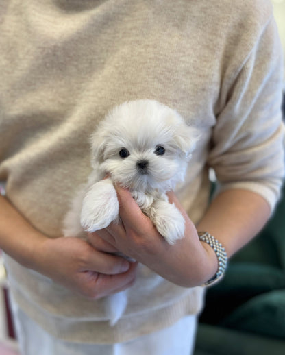 Maltese - J hope - Beautiful puppy teacup puppy with adorable features available for adoption from Velydog