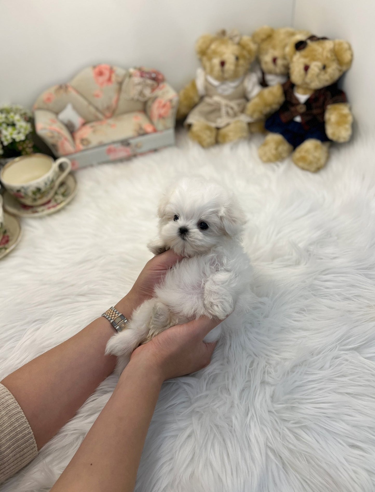 Maltese - J hope - Beautiful puppy teacup puppy with adorable features available for adoption from Velydog