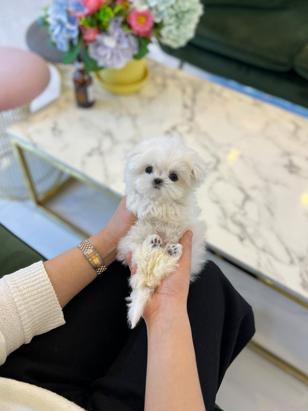 Maltese - Jace - Beautiful puppy teacup puppy with adorable features available for adoption from Velydog