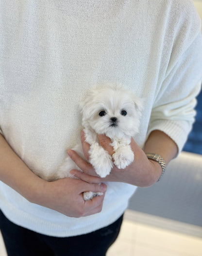 Maltese - Jace - Beautiful puppy teacup puppy with adorable features available for adoption from Velydog