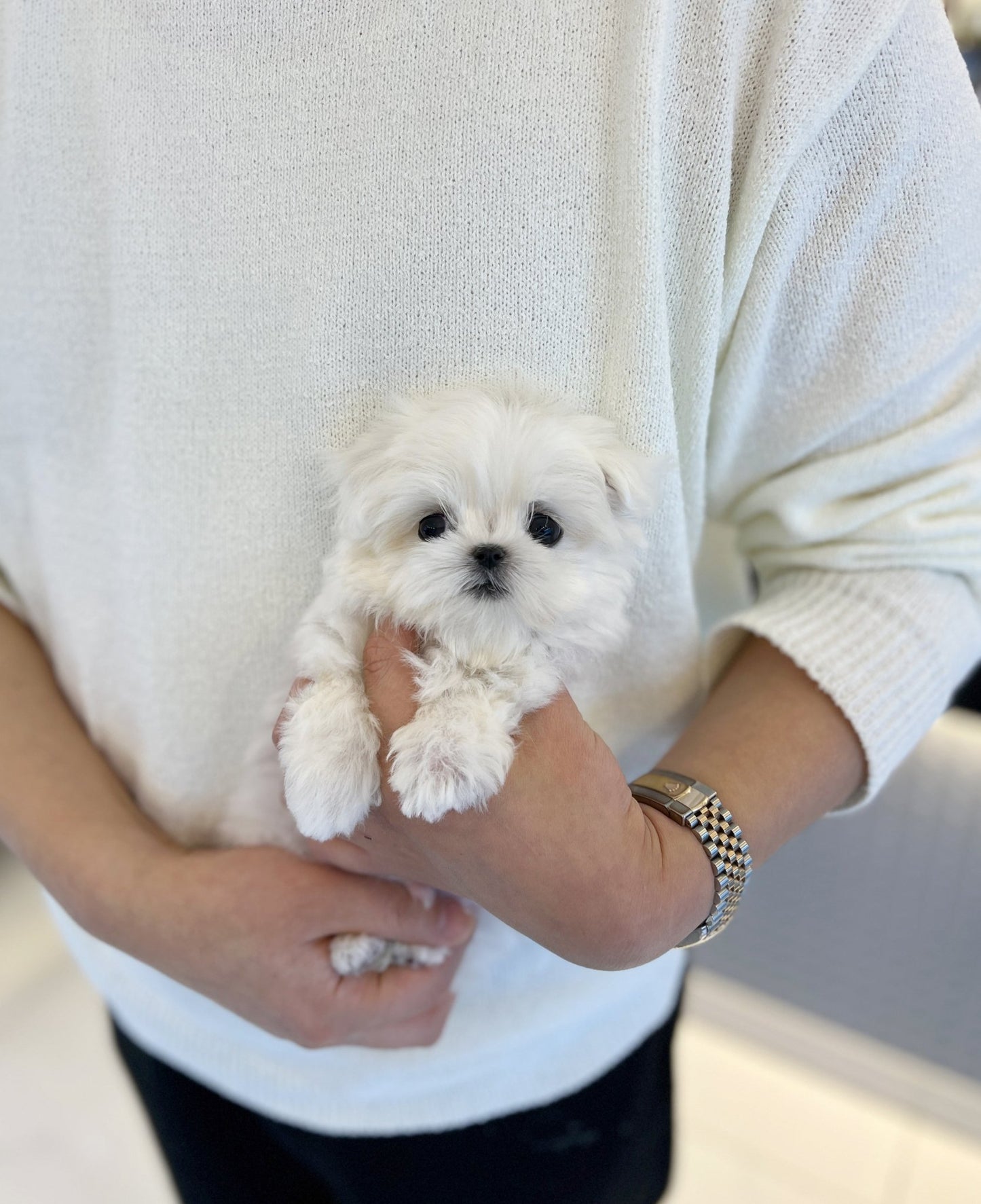 Maltese - Jace - Beautiful puppy teacup puppy with adorable features available for adoption from Velydog