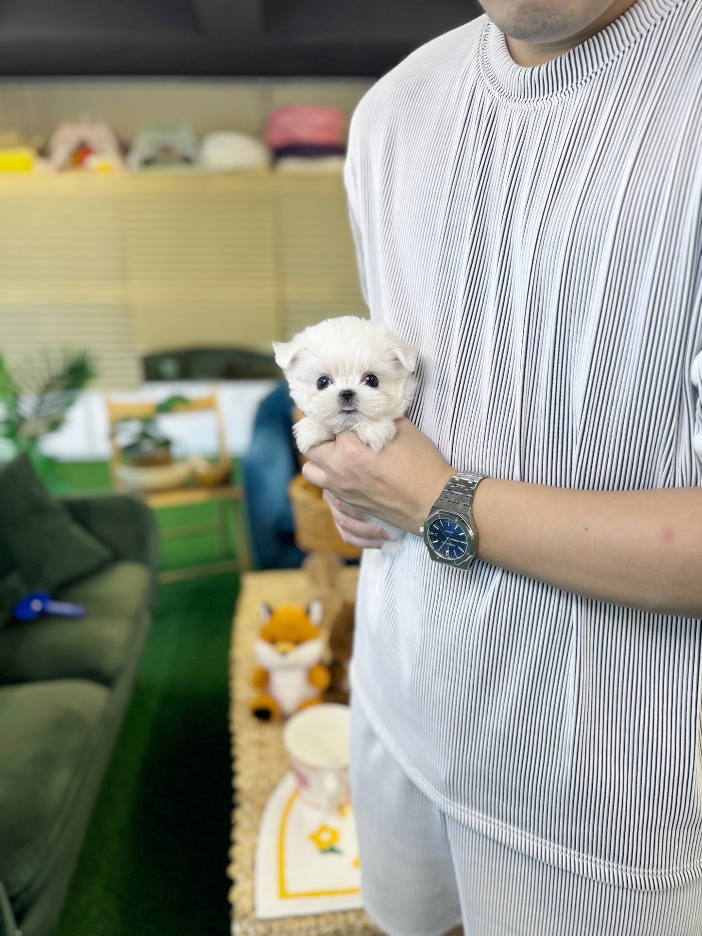 Maltese - Jaerong(Male) - Beautiful puppy teacup puppy with adorable features available for adoption from Velydog