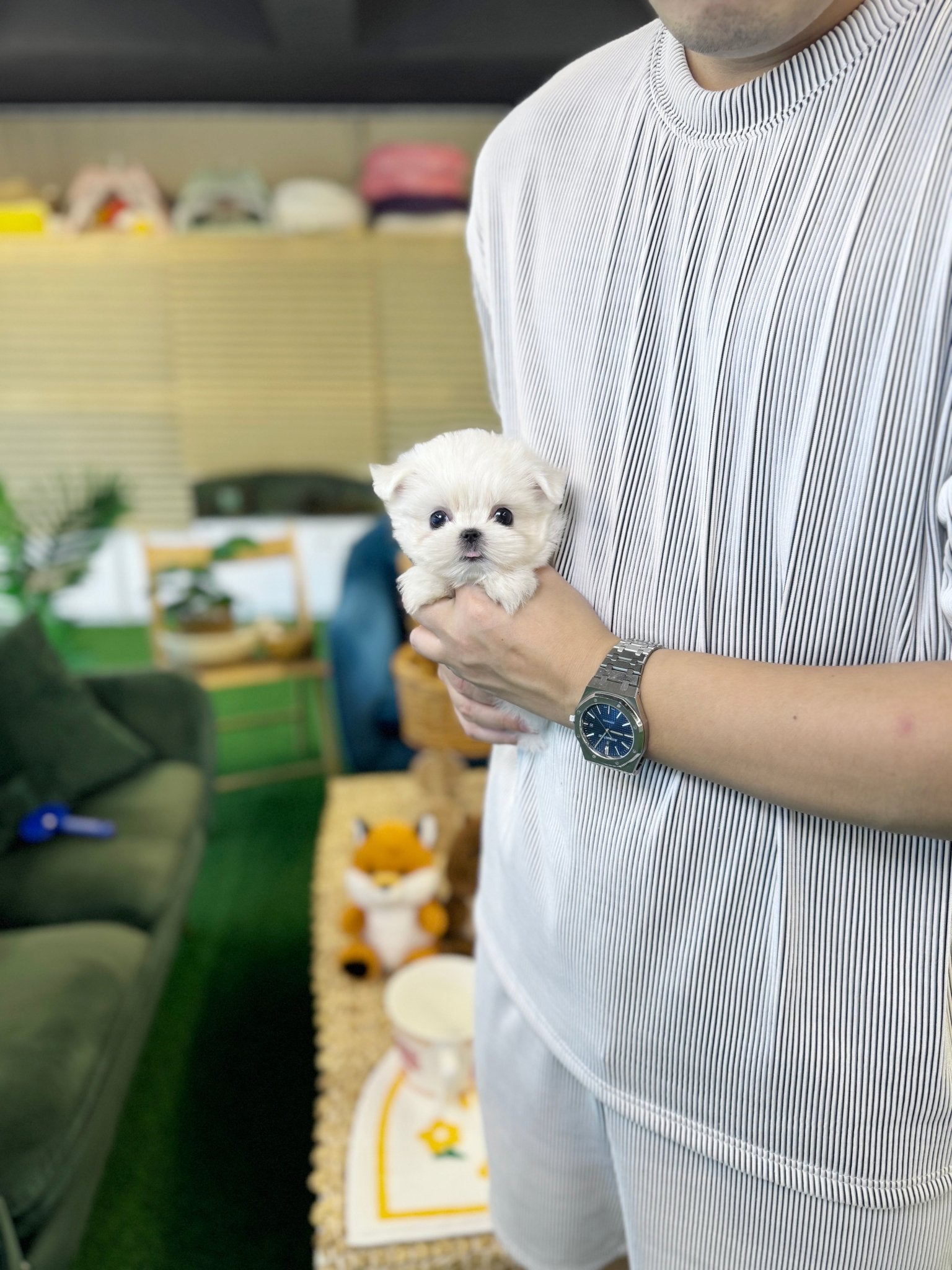 Maltese - Jaerong(Male) - Beautiful puppy teacup puppy with adorable features available for adoption from Velydog