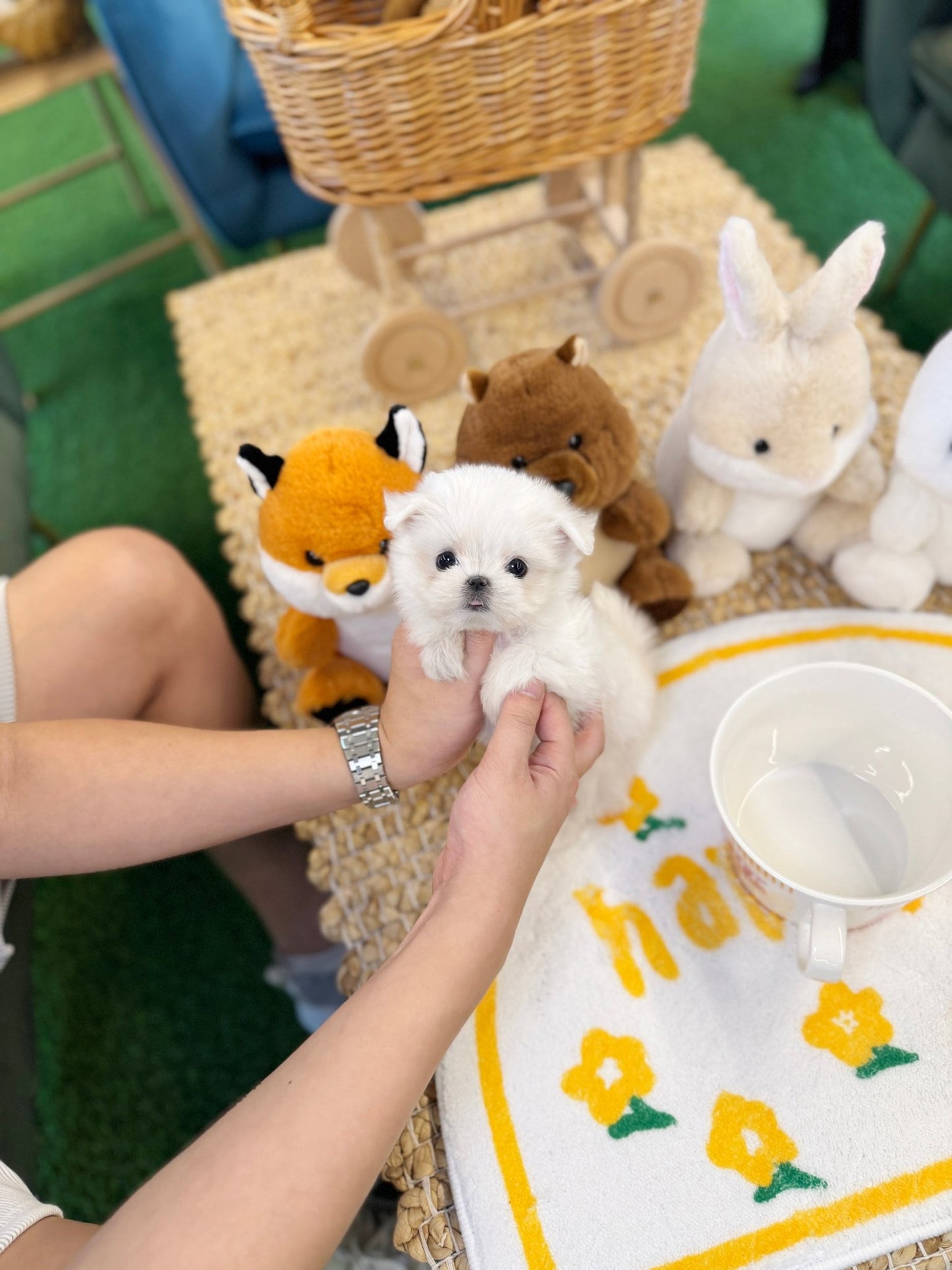 Maltese - Jaerong(Male) - Beautiful puppy teacup puppy with adorable features available for adoption from Velydog