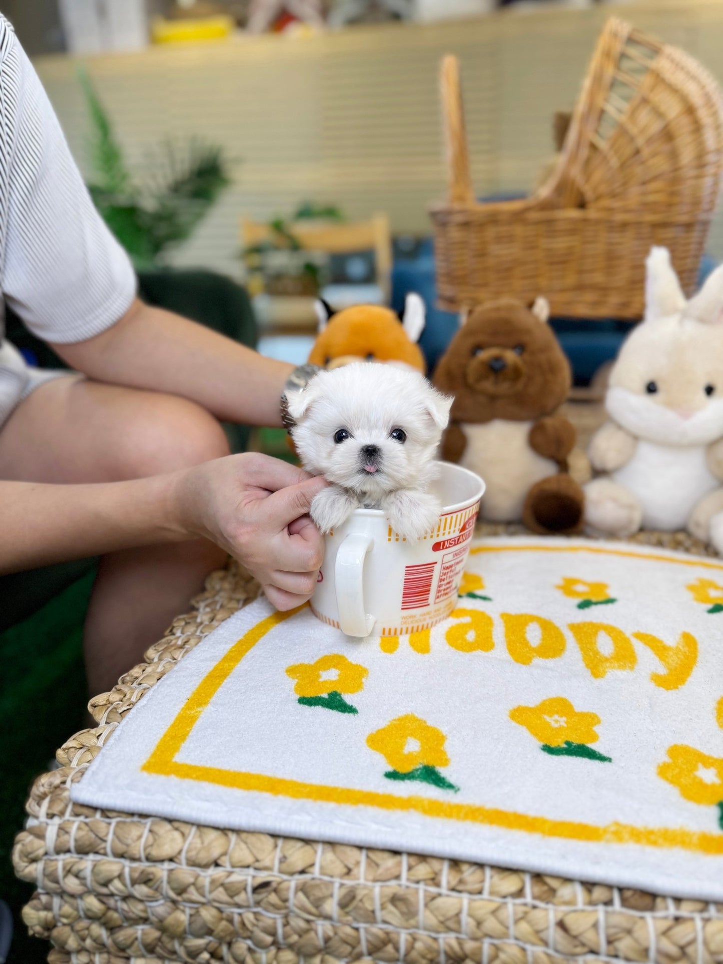 Maltese - Jaerong(Male) - Beautiful puppy teacup puppy with adorable features available for adoption from Velydog
