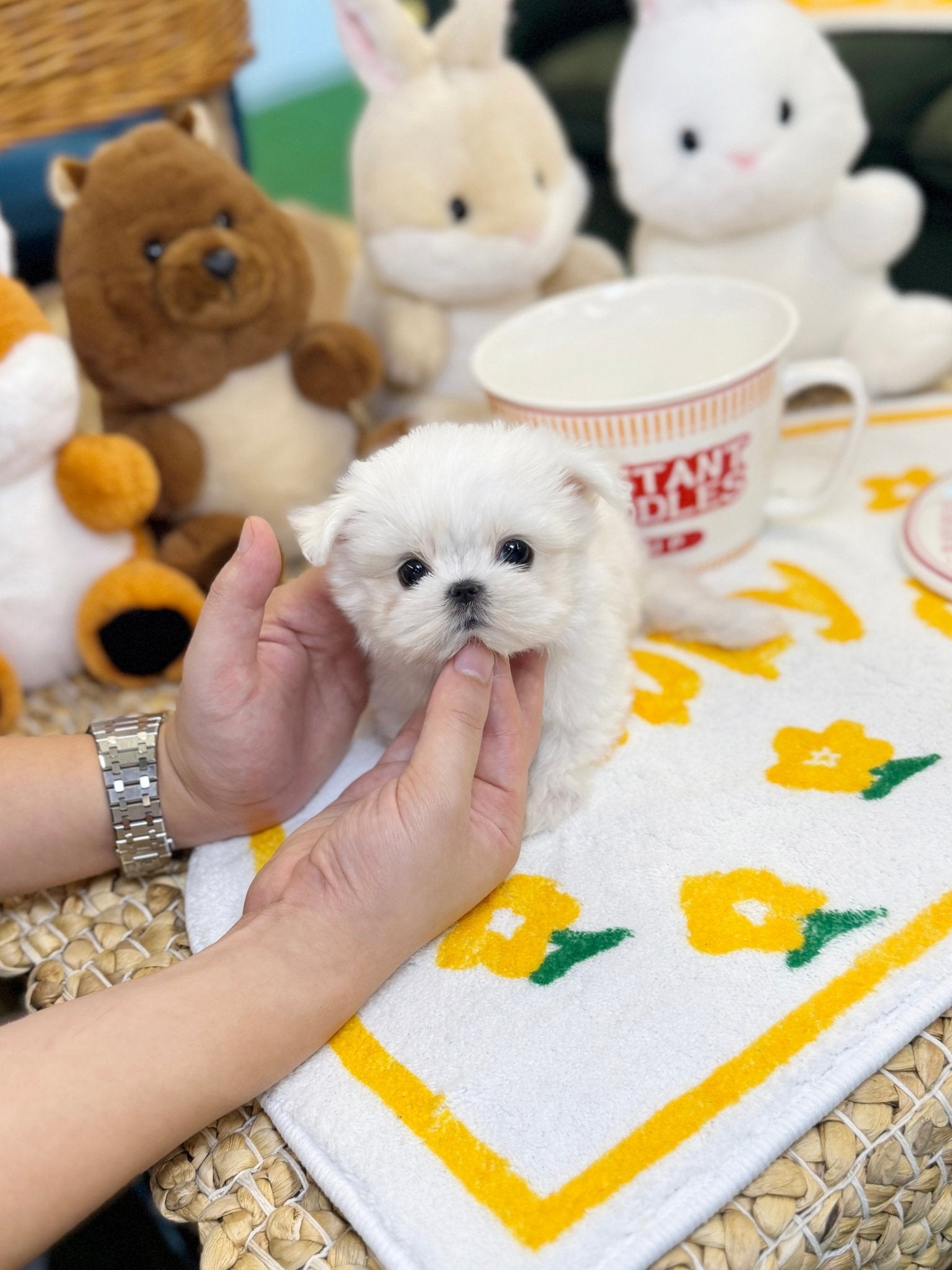 Maltese - Jaerong(Male) - Beautiful puppy teacup puppy with adorable features available for adoption from Velydog