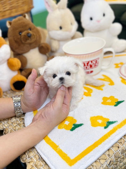 Maltese - Jaerong(Male) - Beautiful puppy teacup puppy with adorable features available for adoption from Velydog