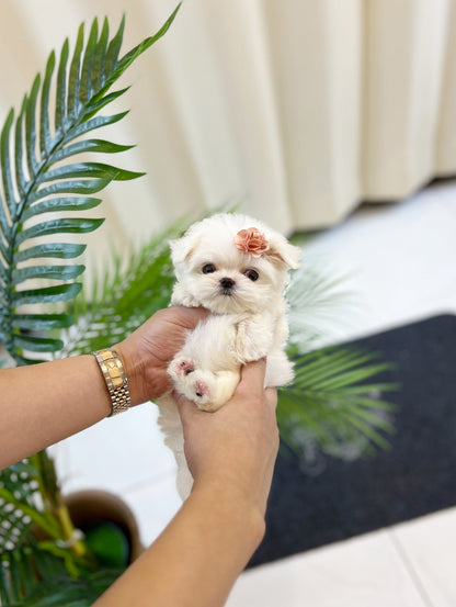 Maltese - Jane(Female) - Beautiful puppy teacup puppy with adorable features available for adoption from Velydog