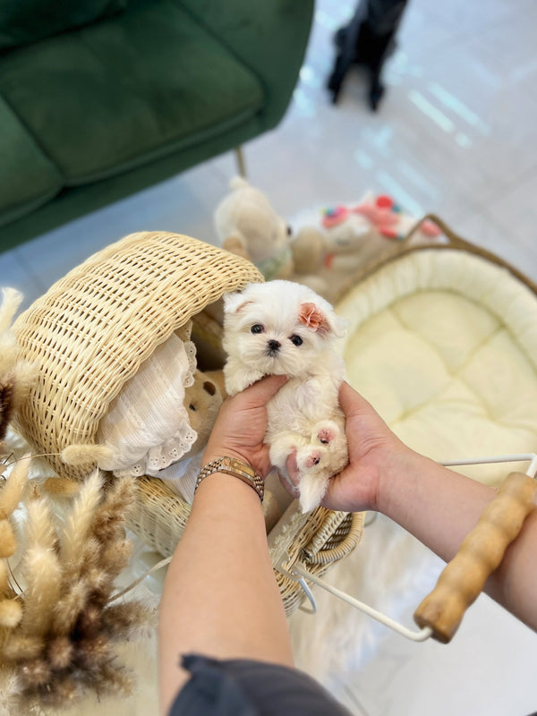 Maltese - Jane(Female) - Beautiful puppy teacup puppy with adorable features available for adoption from Velydog