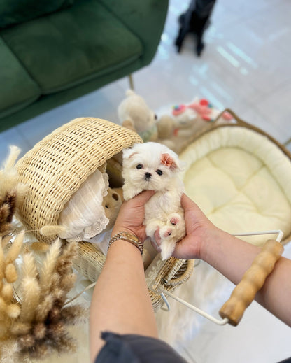 Maltese - Jane(Female) - Beautiful puppy teacup puppy with adorable features available for adoption from Velydog