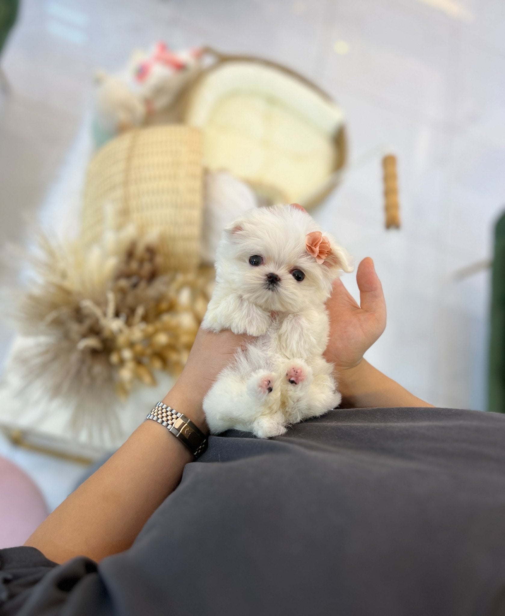 Maltese - Jane(Female) - Beautiful puppy teacup puppy with adorable features available for adoption from Velydog