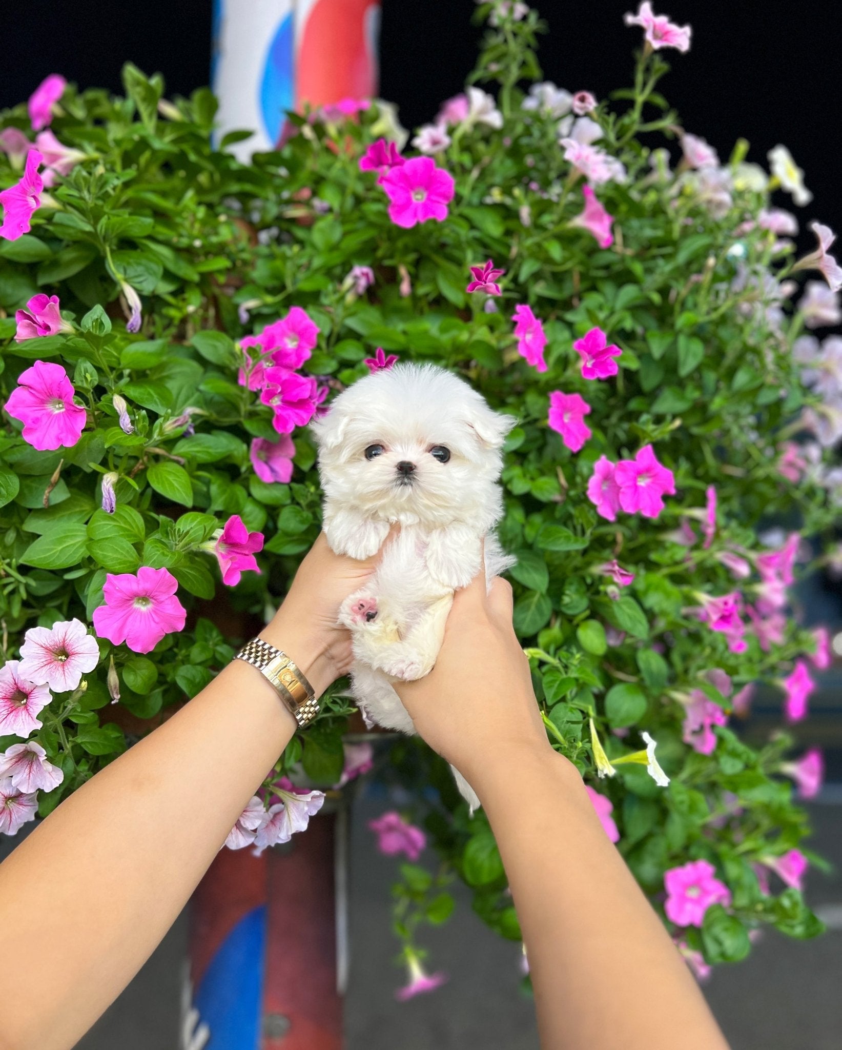 Maltese - Jane(Female) - Beautiful puppy teacup puppy with adorable features available for adoption from Velydog