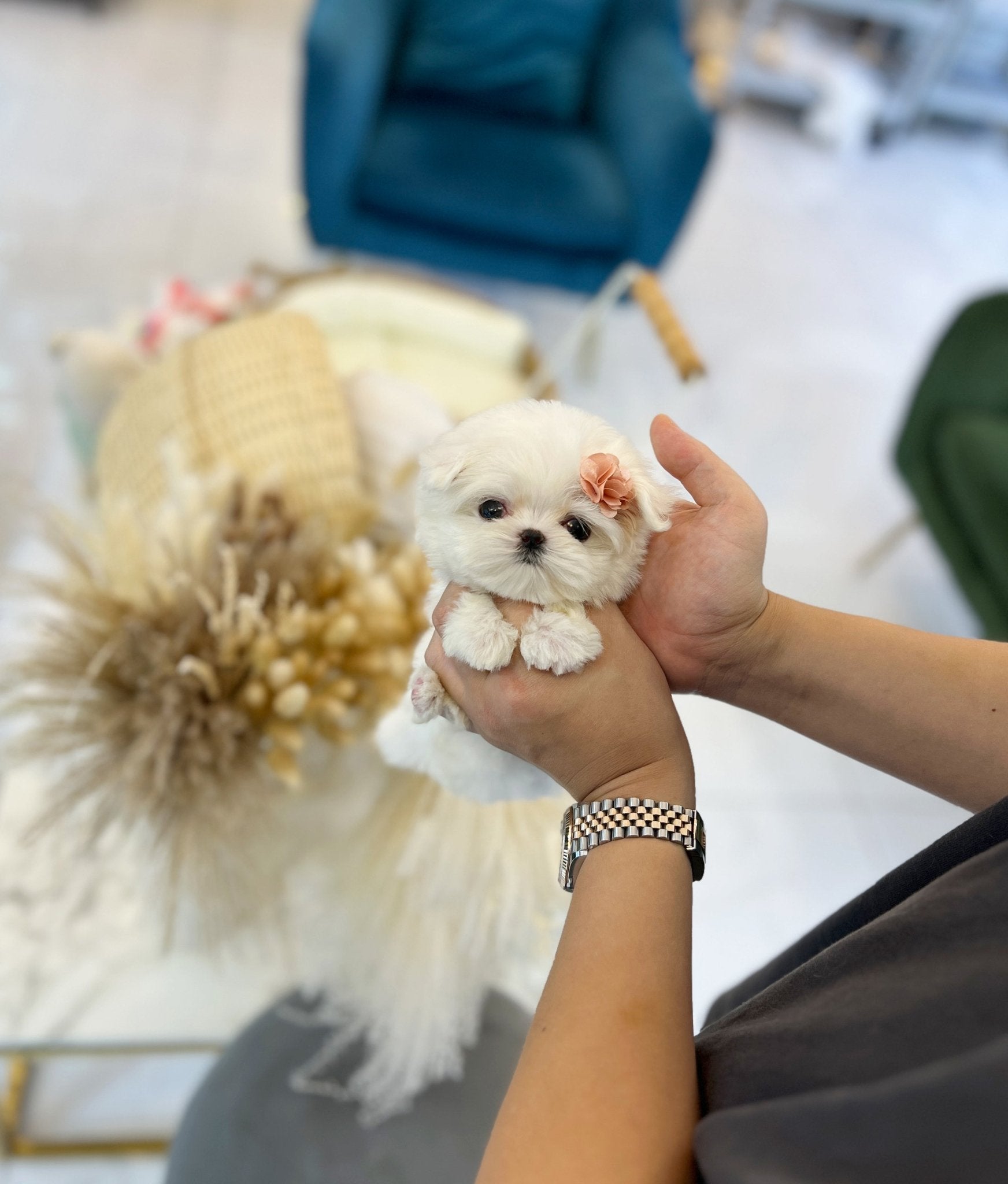 Maltese - Jane(Female) - Beautiful puppy teacup puppy with adorable features available for adoption from Velydog