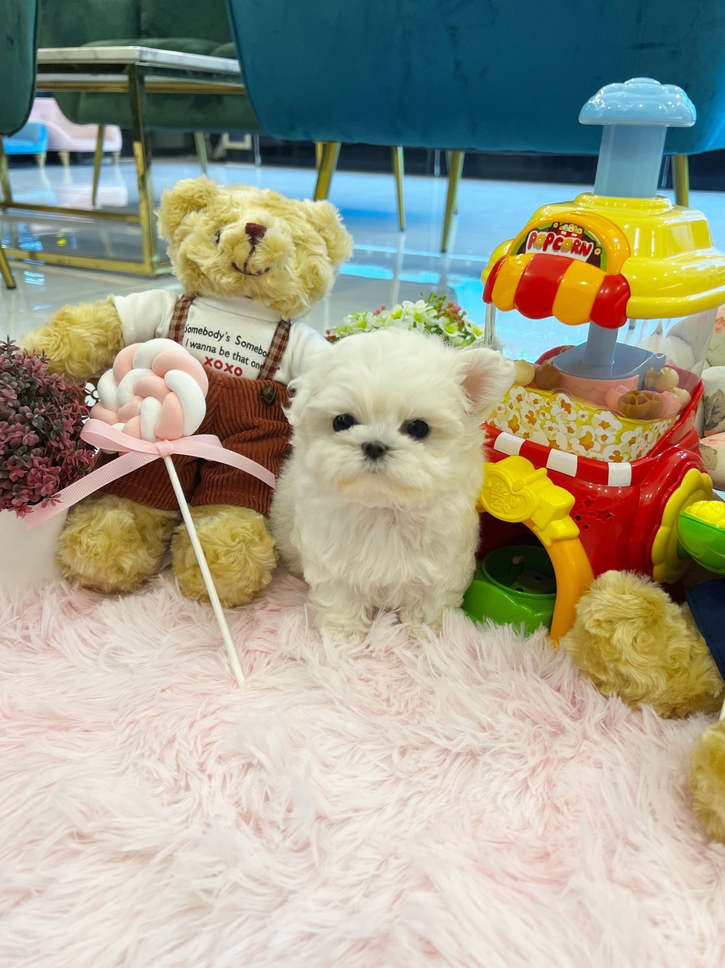 Maltese - Jelly(Female) - Beautiful puppy teacup puppy with adorable features available for adoption from Velydog