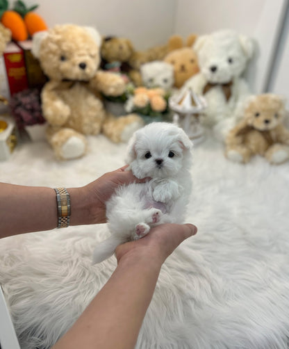 Maltese - Jojo - Beautiful puppy teacup puppy with adorable features available for adoption from Velydog