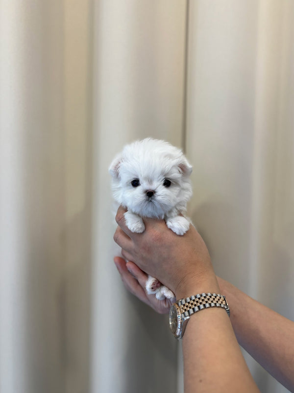 Maltese - Jojo - Beautiful puppy teacup puppy with adorable features available for adoption from Velydog