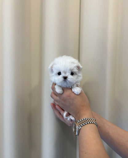 Maltese - Jojo - Beautiful puppy teacup puppy with adorable features available for adoption from Velydog