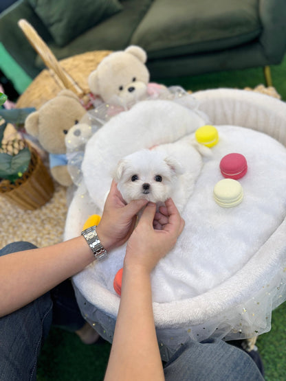 Maltese - Kiki(Male) - Beautiful puppy teacup puppy with adorable features available for adoption from Velydog