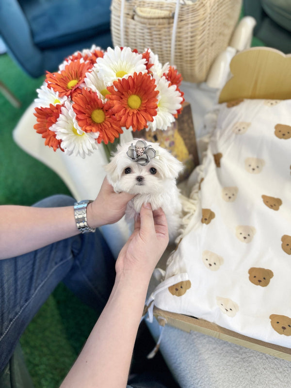 Maltese - Koko(Female) - Beautiful puppy teacup puppy with adorable features available for adoption from Velydog