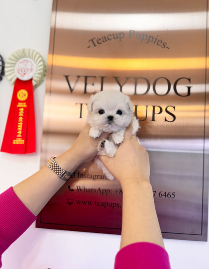 Maltese - Lai(Male) - Beautiful puppy teacup puppy with adorable features available for adoption from Velydog