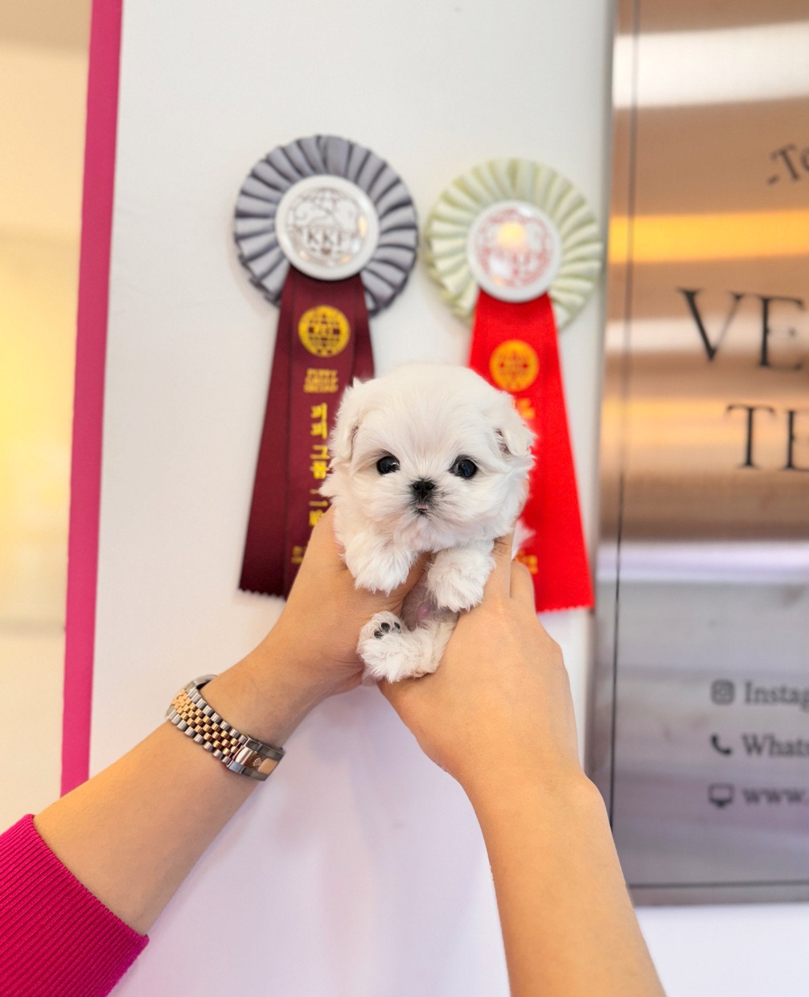 Maltese - Lai(Male) - Beautiful puppy teacup puppy with adorable features available for adoption from Velydog