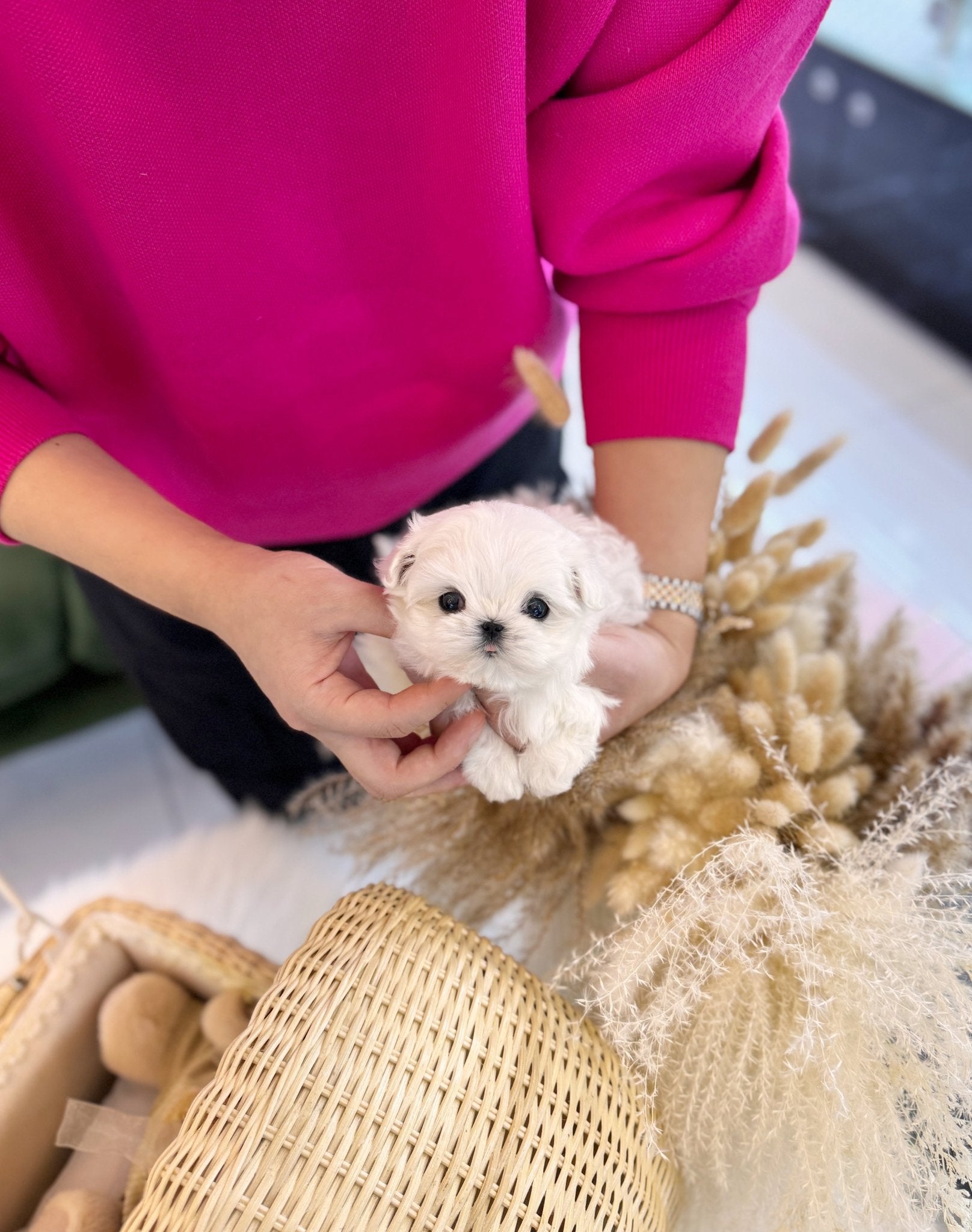 Maltese - Lai(Male) - Beautiful puppy teacup puppy with adorable features available for adoption from Velydog