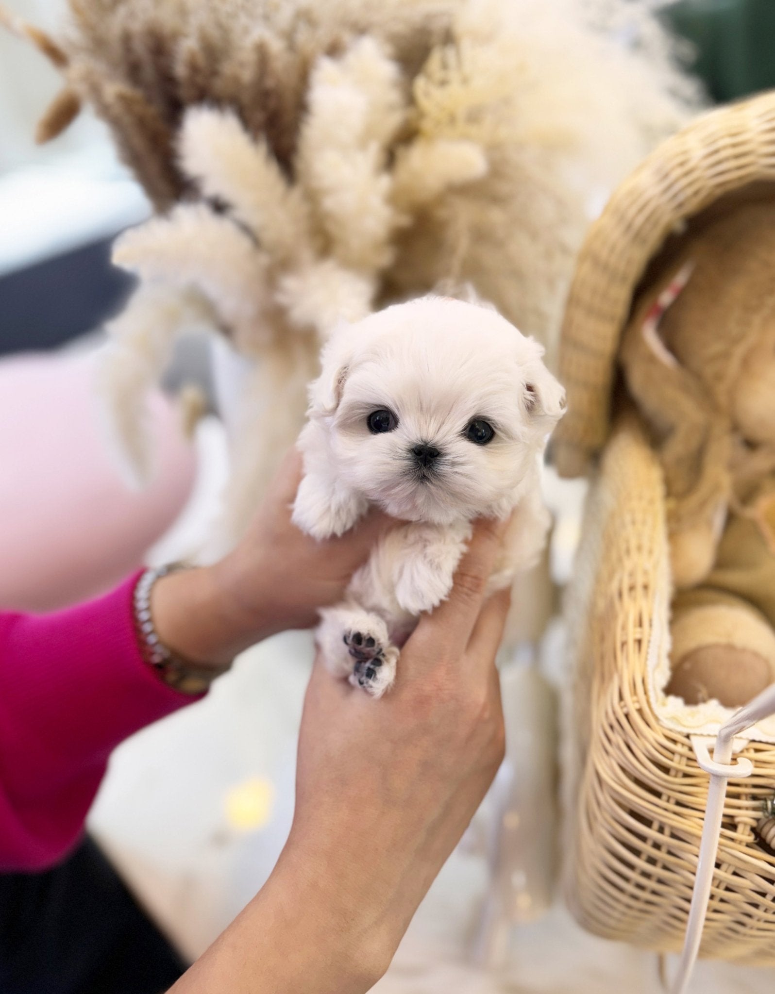 Maltese - Lai(Male) - Beautiful puppy teacup puppy with adorable features available for adoption from Velydog