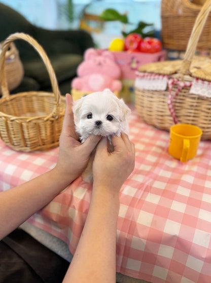 Maltese - Lily(Female) - Beautiful puppy teacup puppy with adorable features available for adoption from Velydog